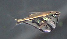 Carnegiella strigata.jpg