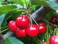 Chilean cherries. Chile is one of the top 5 producers of sweet cherries in the world.