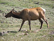 Cervus canadensis (Североамериканский лось) 9 (8290359165) .jpg