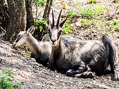 Chamois.