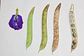 不同成熟度的花和豆莢