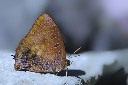 Ventral view