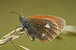 Coenonympha glycerion – Flügelunterseite