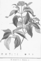Cornus: specimen botanicum sistens descriptiones et icones specierum corni minus cognitarum