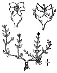 Tavola botanica per C. aquatica.