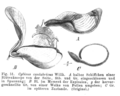 Miniatura para Cytisus cantabricus