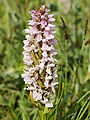 Dactylorhiza incarnata forma rosea