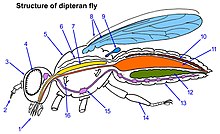 Dipteran-fly-structure.jpg