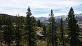 View of surrounding forest from the top of "Cadillac Hill".