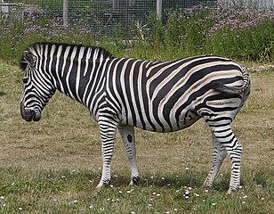 動物園 水族館 メモ Zoo And Aqua Memorandum チャップマンシマウマのフウコの転出 From みさき公園