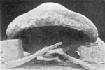 Thumbnail for File:Fig. 75a Maurizio Backtopf zest der Rumänen.png