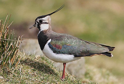 Flickr - Rainbirder - Lapwing (Vanellus vanellus)