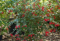 Fuchsia regia.