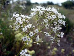 Description de l'image GYPSOPHYLA STRUTHIUM - EMPALOUS - IB-507 (Trincola).JPG.