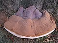 Ganoderma resinaceum