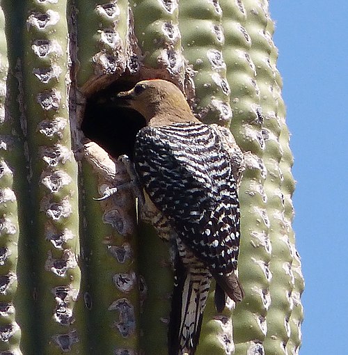 Gila Woodpecker . Melanerpes uropygialis - Flickr - gailhampshire