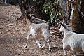 Feral goats (kidikot) at Wilpena Pound in South Australia