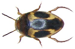 Graptodytes pictus (Fabricius, 1787).jpg