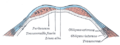 于半圆形线下方，穿过前腹壁（英语：abdominal wall）的横截面图。