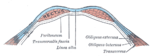 Diagram av ett tvärsnitt genom den främre bukväggen, under linea semicircularis.