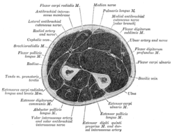 Otot flexor pollicis longus - Wikipedia bahasa Indonesia, ensiklopedia