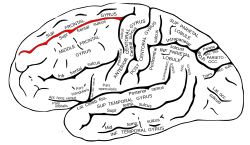 Gray726 Superior frontal sulcus.svg