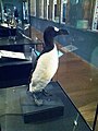 Great auk