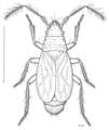 Ceratocombidae: espèce de Nouvelle-Zélande, dessin de Des Helmore.