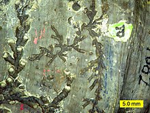 Branching colonies of hederellids HedCloseUp.JPG