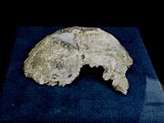 Samu (Vertesszolos man), Homo erectus seu sapiens palaeohungaricus holotype (0.30-0.25 Ma)