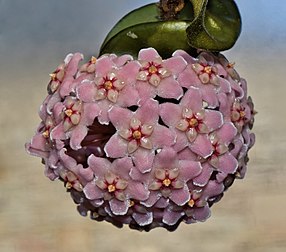 Fleur de porcelaine (Hoya carnosa). (définition réelle 3 407 × 3 000)