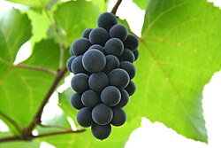 Hungarian red grape Isabelle.jpg