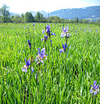 Iris-sibirica-Wiesen in Wörschach