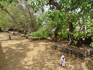 Boditräd i Anuradhapura