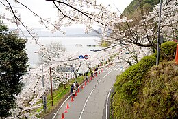 Kaizu-Ōsakin kirsikkapuita Biwajärven rannalla