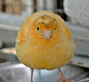 A Domestic Canary in the bird-bawn of the Camp...