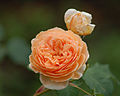 Rosa 'Crown Princess Margareta', Austin 1991/Obtenida de planta de semillero × 'Abraham Darby'.