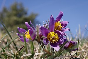 28. Platz: Peter wiedehage Neu! mit Kuhschellen am Hang des Hundsrücks im Naturschutzgebiet Gillesbachtal bei Marmagen