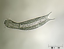 Lepidodermella squamatum.jpg