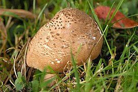 Lepiota aspera