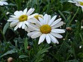 Vignette pour Leucanthemum maximum