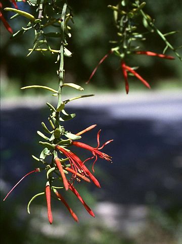 360px-Ligaria_cuneifolia.jpg