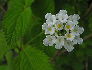 향리피아(L. graveolens)