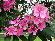 Detalhes de flores de uma quaresmeira de coloração rosada - variedade Kathleen