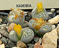 Lithops herrei