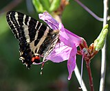 ミツバツツジを吸蜜するギフチョウ