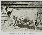 old black-and-white photograph of a spotted bull
