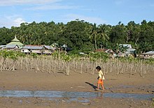 Mangrove forest replanting for coastal protection