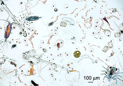 Marine microplankton and mesoplankton
Part of the contents of one dip of a hand net. The image contains diverse planktonic organisms, ranging from photosynthetic cyanobacteria and diatoms to many different types of zooplankton, including both holoplankton (permanent residents of the plankton) and meroplankton (temporary residents of the plankton, e.g., fish eggs, crab larvae, worm larvae). Marine microplankton.jpg