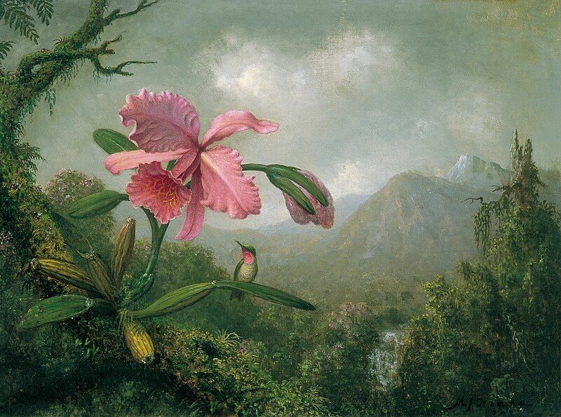 File:Martin Johnson Heade - Orchid and Hummingbird near a Mountain Waterfall.jpg